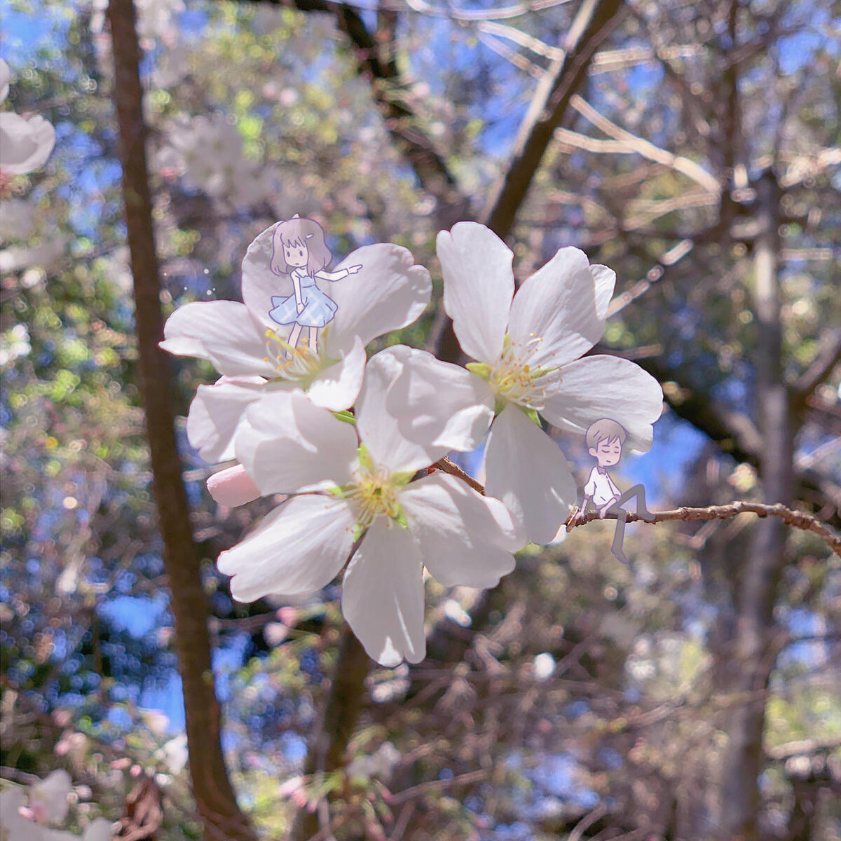Iroha ~Kimi no Saku Haru~ by milkyPRiSM